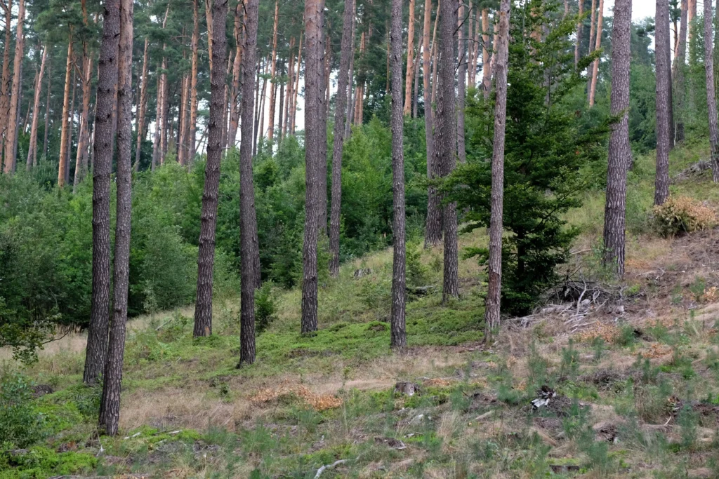 Pexels Szafran 34524591 | ESTUDIOS E INICIATIVAS FORESTALES SL